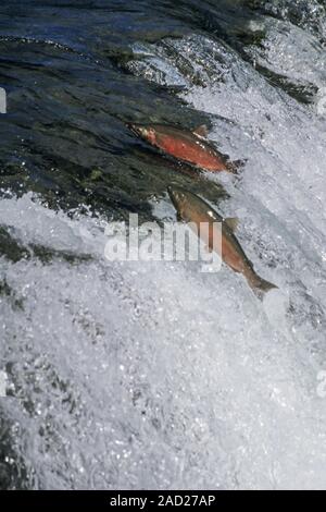 Saumon coho, après l'entrée dans l'eau douce, ils développent des côtés rouge vif - (Silver) Banque D'Images