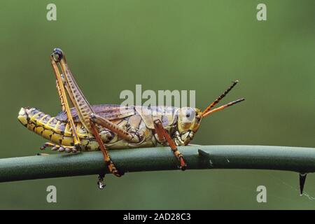 Eastern Lubber Grasshopper, la femelle peut atteindre près de 8cm dans la taille des mâles adultes - (photo) Banque D'Images