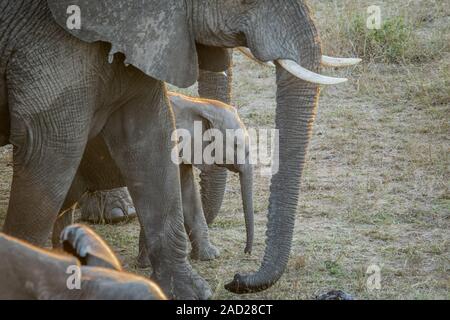 Bébé éléphant entre dans le troupeau. Banque D'Images