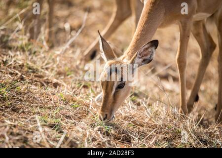 Impala femelle mange de l'herbe. Banque D'Images