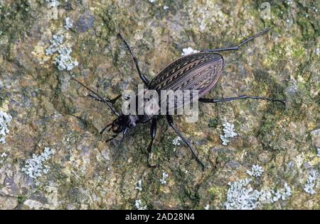 Zabre granulé est largement répandue en Europe et en Asie / Carabus granulatus Banque D'Images