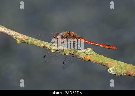 Vagrant vert se reproduit dans l'eau debout - (photo) / mâle Sympetrum vulgatum Banque D'Images