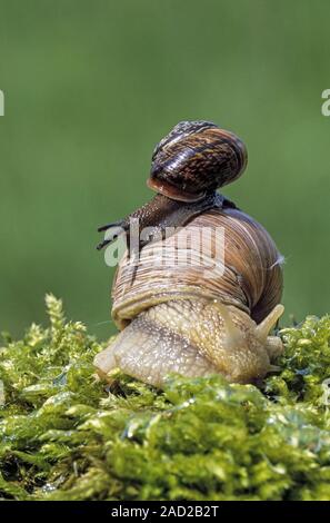 Escargots - espèces européennes est un Escargot de Bourgogne (escargot) et le cep Banque D'Images