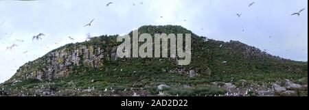 La structure géologique de la masse 2. Rock dans l'océan Pacifique (îles Aléoutiennes) - origine volcanique, composé de basaltes Banque D'Images