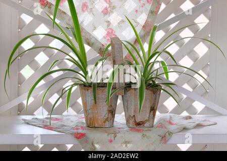 Chlorophytum en pots sur étagère en bois blanc. Pots de fleurs avec des plantes ornementales. Comosum houseplant. Les plantes araignées. Banque D'Images