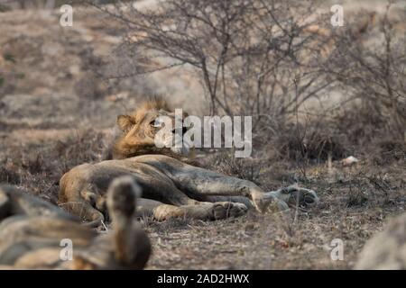 Lion mâle en haut. Banque D'Images