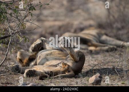 Lion mâle roulant dans l'herbe. Banque D'Images