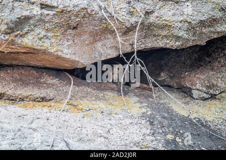 Leopard cub se cacher dans une grotte. Banque D'Images