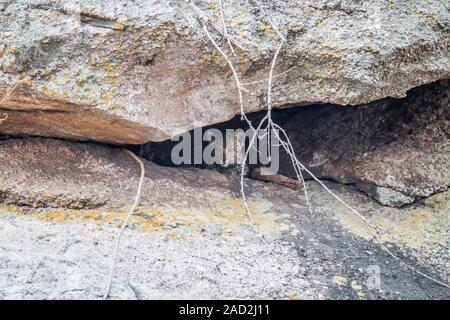 Leopard cub se cacher dans une grotte. Banque D'Images