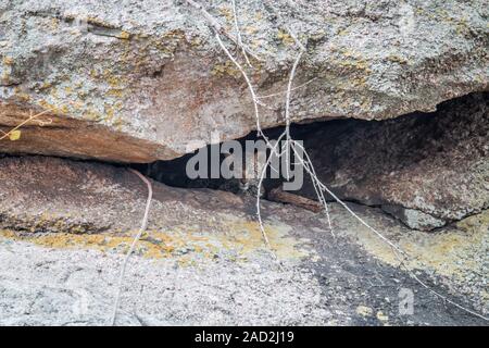 Leopard cub se cacher dans une grotte. Banque D'Images