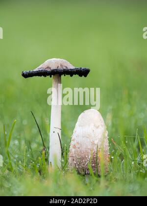 Paire de Shaggy Inkcap (Coprinus comatus) champignons croissant sur une pelouse. Tipperary, Irlande Banque D'Images