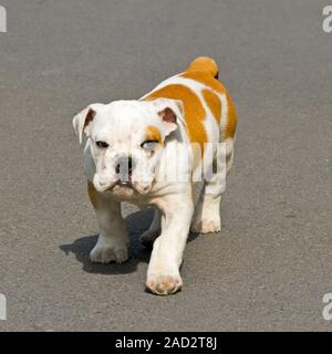 Petit chiot bouledogue anglais marcher avec regard de colère Banque D'Images