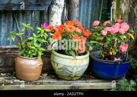 Rouge et Rose fleurs Busy Lizzie colorés en terre cuite et en terre de pots et jardinières. Banque D'Images