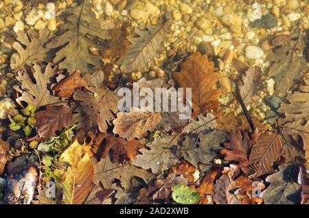 Automne couleur feuilles flottant à bord du lac. Certains d'entre eux dans l'eau tandis que d'autres hors de l'eau.vue depuis directement au-dessus. Banque D'Images