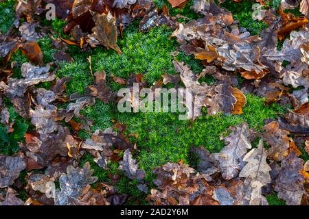 Un coussin de mousse de plus en plus parmi les feuilles d'automne sur le plancher de bois Banque D'Images