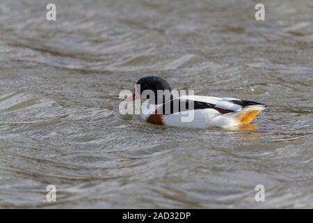 Shellduck (Tadorna tadorna) grand canard blanc vert brillant de la tête et du haut du cou poitrine marron orange noir bande jaune sur les ailes et le croupion rouge orange, le projet de loi. Banque D'Images