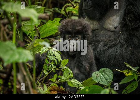 Bébé gorille de montagne pose avec sa mère dans les feuilles. Banque D'Images