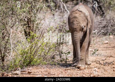 Bébé éléphant à marcher en direction de la caméra. Banque D'Images