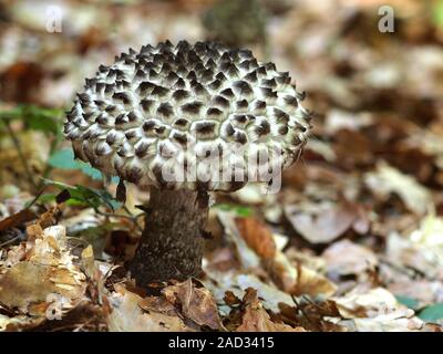 Vieil homme des bois, strobilomyces strobilaceus Banque D'Images