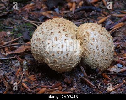 Politique earthball, poison de peau de puffball Banque D'Images