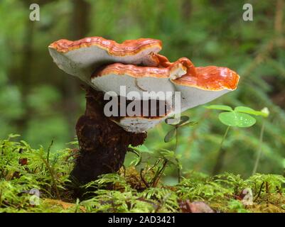 Le Reishi rouge, Ganoderma lucidum Banque D'Images