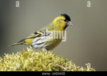 Eurasian Siskin, seule la femelle couver les œufs - (Tarin des pins - Photo mâle) Banque D'Images