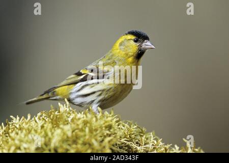 Eurasian Siskin se nourrit de graines de toutes sortes, en particulier de l'aulne et de conifères Banque D'Images