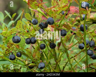 La myrtille, Vaccinium myrtillus Banque D'Images