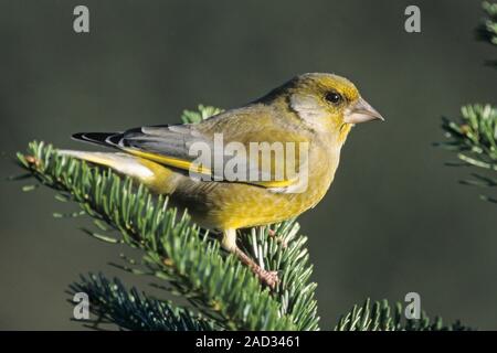 Verdier est principalement vert, avec du jaune dans les ailes et la queue Banque D'Images