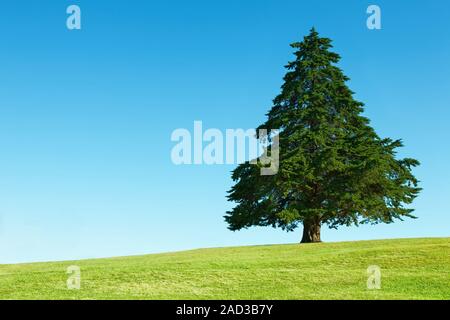 Lonely tree sur le champ vert contre fond de ciel bleu Banque D'Images