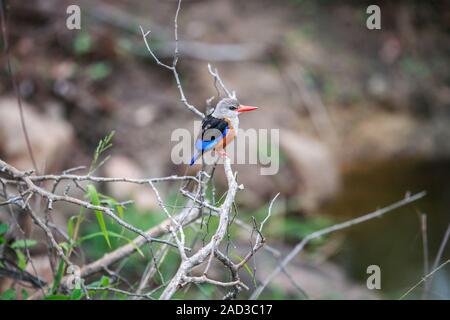 Martin-pêcheur à tête grise assis sur une branche. Banque D'Images