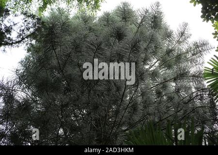 L'Ile Maurice, Araucaria columnaris, Cook im Botanischen Garten pin Banque D'Images