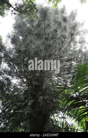 L'Ile Maurice, Araucaria columnaris, Cook im Botanischen Garten pin Banque D'Images