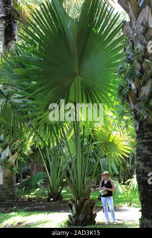 L'Ile Maurice, feuille d'un Palmier Talipot en taille comparaison, Corypha umbraculifera Banque D'Images