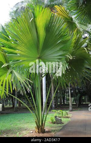 L'Ile Maurice, le Jardin Botanique, Palmier Talipot Corypha umbraculifera, Banque D'Images