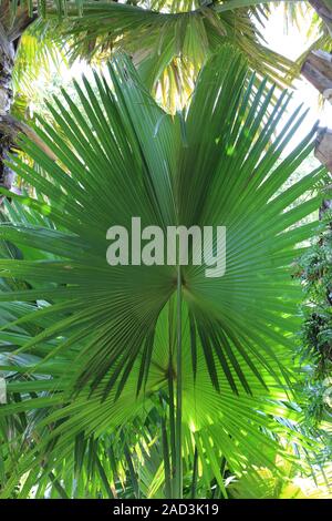 L'Ile Maurice, le Jardin Botanique, Talipot Corypha umbraculifera, Palm leaf Banque D'Images