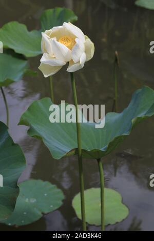 L'Ile Maurice, le Jardin Botanique de Pamplemousses, Lotus, fleur de jardin Banque D'Images