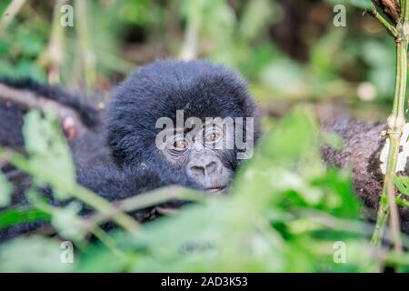 Close up d'un bébé gorille de montagne. Banque D'Images