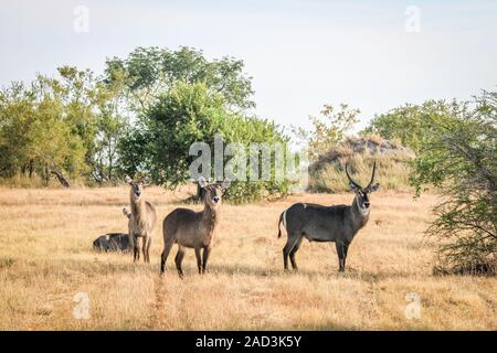 Groupe de Waterbucks avec à l'appareil photo. Banque D'Images