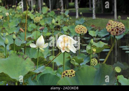 L'Ile Maurice, le Jardin Botanique de Pamplemousses, Lotus, Jardin, fleurs et Capsules Banque D'Images