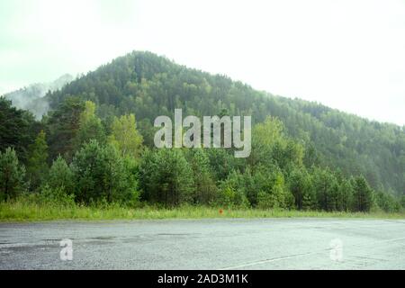 Présentation de la forêt sempervirente. Sommet des grands arbres vert brouillard dense avec plus de matériel roulant Banque D'Images