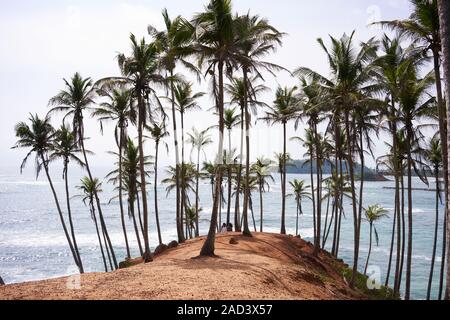 Coconut Tree Hill sur une belle journée ensoleillée à Mirissa, Sri Lanka Banque D'Images