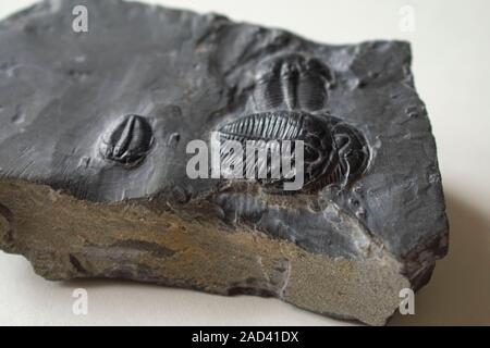 Les trilobites elrathia kingi fossilisés, quatre sur un rocher. La roche est d'environ 6 cm de long. Les fossiles sont de Millard County, Utah. Ca 550 millions d'années. Banque D'Images