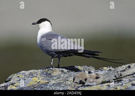 Labbe à longue queue - Long-tailed Skua oiseaux adultes dans la région de l'éducation Banque D'Images