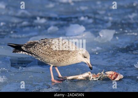 European Herring Gull Larus argentatus / et la morue - Gadus morhua Banque D'Images