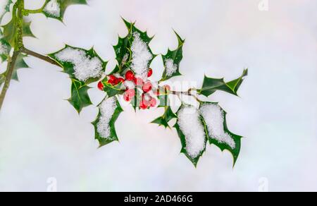 Noël rouge des baies de houx, Ilex aquifolium, sur une branche avec des feuilles vertes épineuses couverte de neige par une froide journée de décembre en hiver, Allemagne Banque D'Images