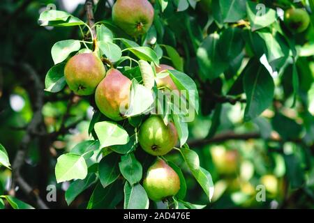 Récolte de fruits poire mûre sur l'arbre, le jardinage biologique Banque D'Images