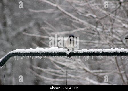 Un geai bleu assis sur un poteau de neige et de verglas pendant une tempête de neige Banque D'Images