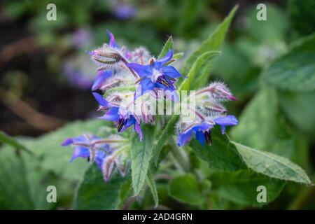 Les poilus mais de belles fleurs et feuilles de la plante bernagie, également appelé la trientale boréale. - Fermer - up Banque D'Images