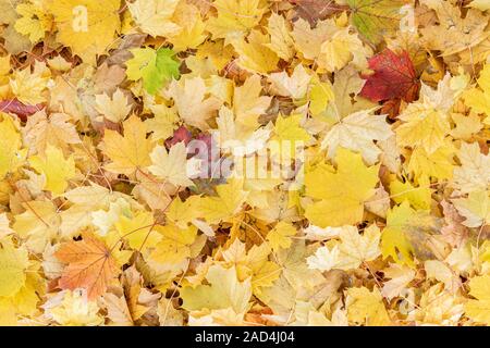 Sol forestier avec feuilles d'érable à sucre (Acer saccharum), Automne, Minnesota, USA, par Dominique Braud/Dembinsky Assoc Photo Banque D'Images